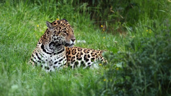 Group aims to reintroduce Jaguars — once nearly hunted to extinction — to Argentina