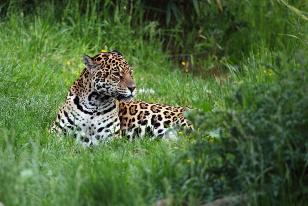 Group aims to reintroduce Jaguars — once nearly hunted to extinction — to Argentina