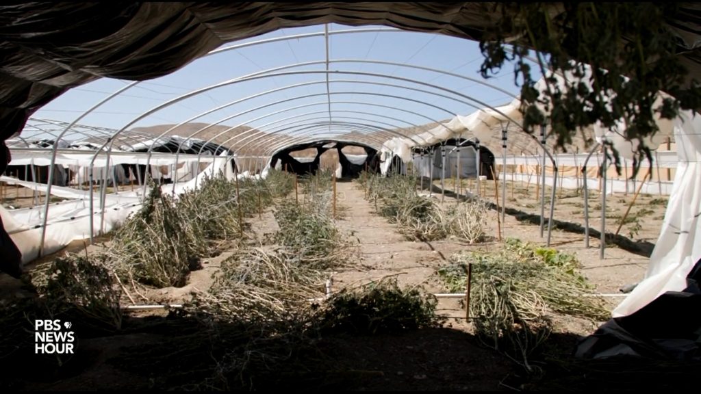 Drought-stricken California faces rise in water theft by illegal marijuana farms