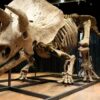 World’s biggest triceratops skeleton sells for US.7M at auction – National