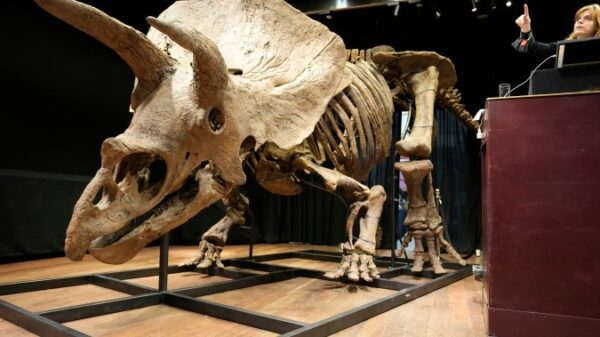 World’s biggest triceratops skeleton sells for US.7M at auction – National