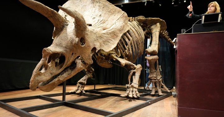 World’s biggest triceratops skeleton sells for US.7M at auction – National