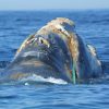 Courtroom reinstates ban on lobster fishing close to Maine to save lots of whales