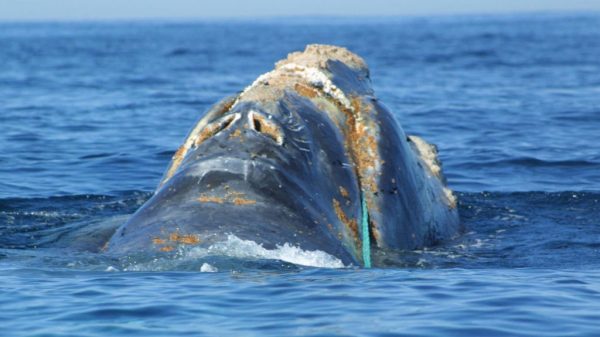 Courtroom reinstates ban on lobster fishing close to Maine to save lots of whales