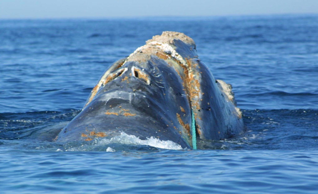 Courtroom reinstates ban on lobster fishing close to Maine to save lots of whales