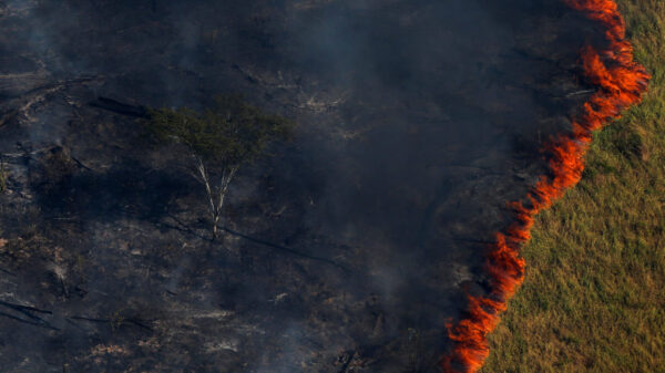 More than 100 countries pledge to end deforestation at COP26