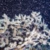 Nice Barrier Reef explodes with cacophony of color throughout huge spawn – Nationwide