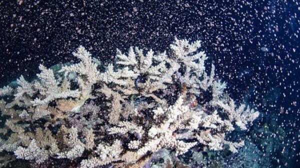 Nice Barrier Reef explodes with cacophony of color throughout huge spawn – Nationwide