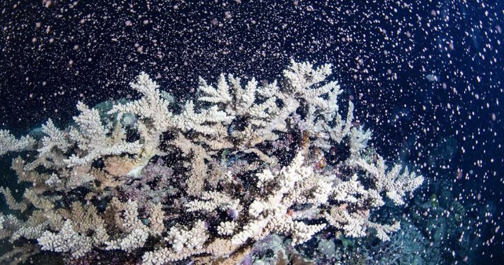 Nice Barrier Reef explodes with cacophony of color throughout huge spawn – Nationwide