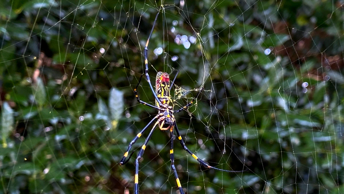 Asian Spider Takes Hold in Georgia, Sends Humans Scurrying