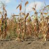 Colorado climatologist trying to refocus drought conversation around agriculture