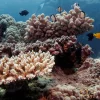 Volunteers Map Australia’s Nice Barrier Reef in Huge Citizen Science Undertaking