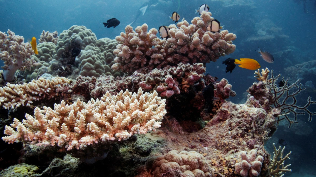 Volunteers Map Australia’s Nice Barrier Reef in Huge Citizen Science Undertaking