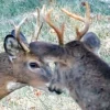 New Hampshire, Vermont Requested to Check Deer for COVID-19