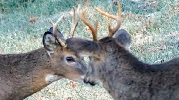 New Hampshire, Vermont Requested to Check Deer for COVID-19