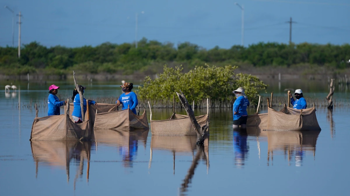 Restoring Mexico’s Mangroves Can Shield Shores, Store Carbon