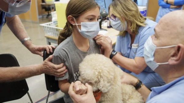 Some clinics utilizing remedy canines to assist anxious individuals get COVID-19 jab – Nationwide