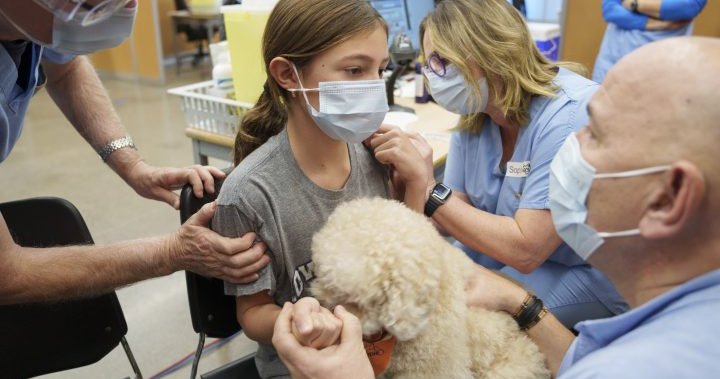 Some clinics utilizing remedy canines to assist anxious individuals get COVID-19 jab – Nationwide