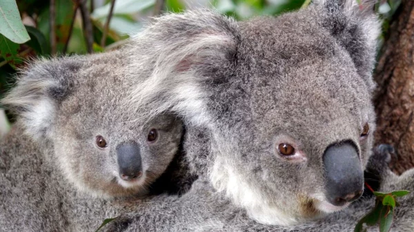 Australia’s Native Species Underneath Risk