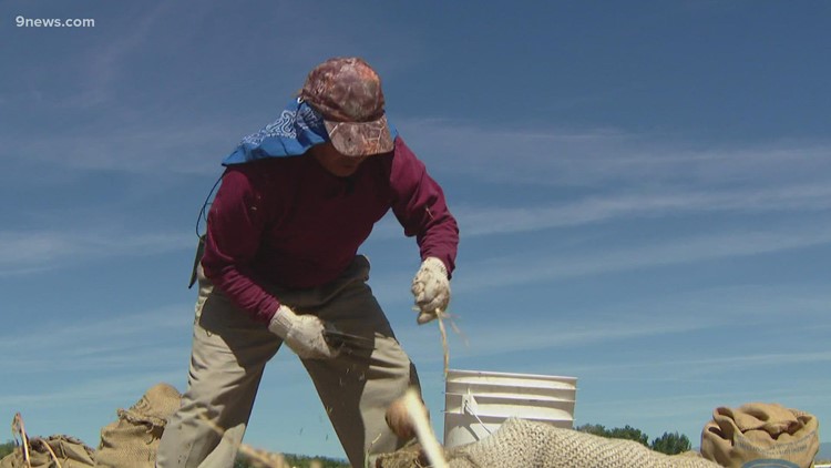 Give thanks this Thanksgiving for Colorado's farm employees