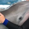 Dolphin Story star Winter dies at age 16