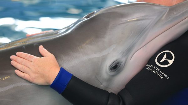 Dolphin Story star Winter dies at age 16