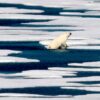 Climate change and warming shrinking Arctic sea ice and polar bears, experts say