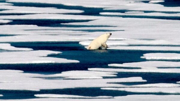 Climate change and warming shrinking Arctic sea ice and polar bears, experts say