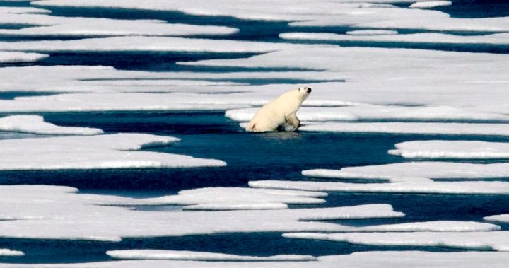 Climate change and warming shrinking Arctic sea ice and polar bears, experts say