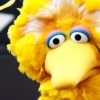 Big Bird and the Muppets encourage kids COVID vaccination