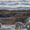 How warming affects Arctic sea ice, polar bears