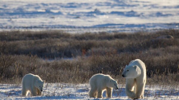 How warming affects Arctic sea ice, polar bears