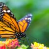 Butterfly Pavilion celebrates release of 300 monarch butterflies