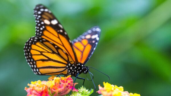 Butterfly Pavilion celebrates release of 300 monarch butterflies