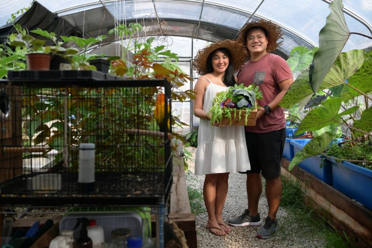 Welcome to my plant kingdom: Pandemic gardening blooms in Singapore, Life Information & Prime Tales