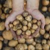 Scientists making an attempt to make potato that may face up to local weather change – Nationwide