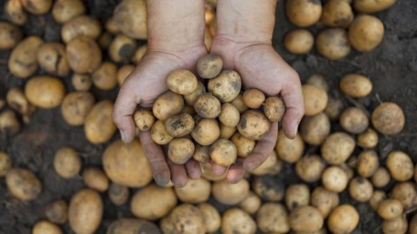 Scientists making an attempt to make potato that may face up to local weather change – Nationwide