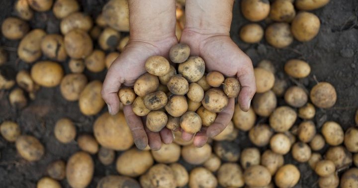 Scientists making an attempt to make potato that may face up to local weather change – Nationwide