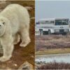 Amid climate change, polar bears frolic on ice and forage in Canadian town, Travel News & Top Stories