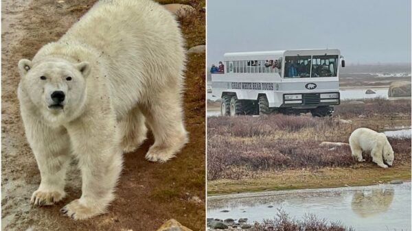 Amid climate change, polar bears frolic on ice and forage in Canadian town, Travel News & Top Stories