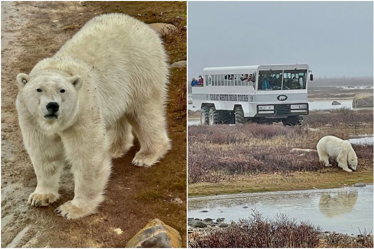 Amid climate change, polar bears frolic on ice and forage in Canadian town, Travel News & Top Stories