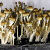 Detroit just decriminalized psychedelics and ‘magic mushrooms.’ Here’s what that means