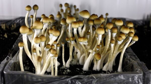 Detroit just decriminalized psychedelics and ‘magic mushrooms.’ Here’s what that means