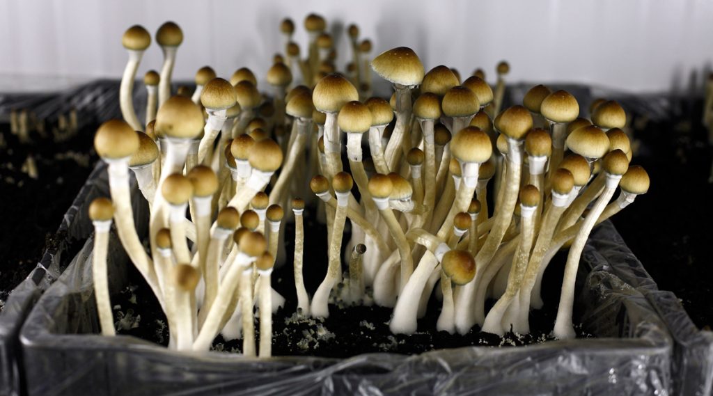 Why the push to decriminalize psychedelics is growing in Michigan