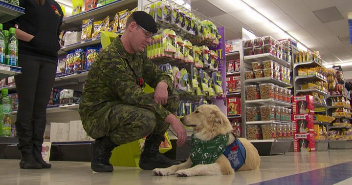 Health Canada to fund training of service dogs to help veterans with PTSD – National