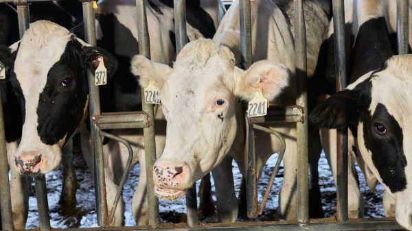 California Dairy Farmers Battle to Keep within the ‘Received Milk’ State