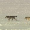 Wolves that killed calf aren’t a part of Colorado reintroduction