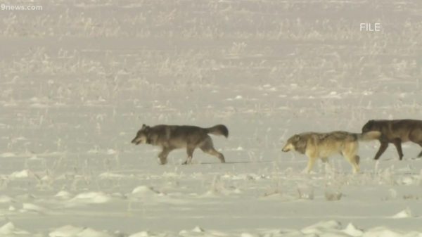 Wolves that killed calf aren’t a part of Colorado reintroduction