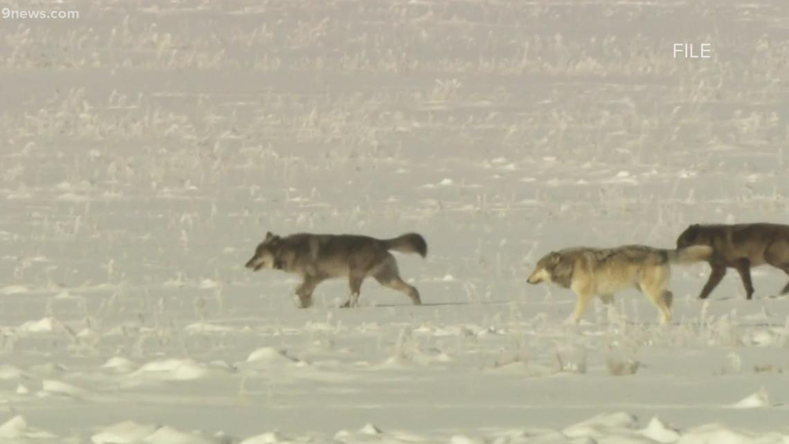 Wolves that killed calf aren’t a part of Colorado reintroduction