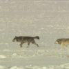 Livestock killed by wolves on Jackson County ranch